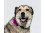 Adopt TEQUILA a Anatolian Shepherd, Mixed Breed