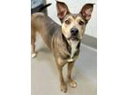 Adopt Nena a Labrador Retriever, Mixed Breed