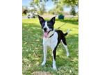 Adopt Bailey a Border Collie, Pit Bull Terrier