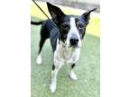 Adopt Bailey a Border Collie, Pit Bull Terrier