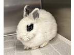 Adopt OREO a Bunny Rabbit