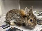 Adopt TEDDY a Bunny Rabbit