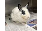 Adopt COCO a Bunny Rabbit