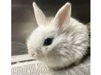 Adopt NIBBLES a Bunny Rabbit