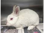 Adopt MOLLY a Bunny Rabbit