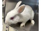 Adopt MILLY a Bunny Rabbit