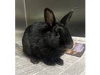 Adopt PETER a Bunny Rabbit