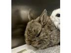Adopt CLOVER a Bunny Rabbit