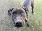 Adopt INDIGO a Pit Bull Terrier