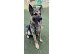 Adopt SISSY a German Shepherd Dog