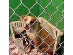 Adopt 402731 a Pit Bull Terrier