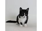 Adopt Elbereth a Domestic Short Hair