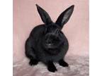 Adopt APRIL a Bunny Rabbit