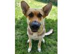 Adopt Bella a German Shepherd Dog