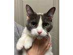 Adopt Wanda a Domestic Short Hair