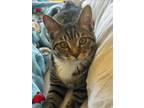 Adopt BUTTER a Domestic Short Hair, Tabby