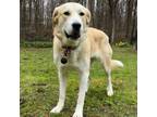 Adopt Luna a Golden Retriever, Great Pyrenees