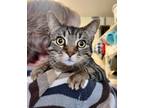 Adopt Jackie O- in foster a Domestic Short Hair