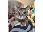 Adopt Jackie O a Domestic Short Hair