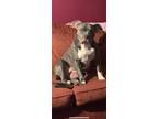 Adopt Pebbles (the dog) - In Foster a Staffordshire Bull Terrier