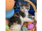 Adopt Stella -Petsmart Plantation Foster Home a Domestic Short Hair