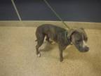 Adopt ANDROMEDA a Boxer, Mixed Breed