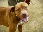 Adopt HELEN a American Staffordshire Terrier, Mixed Breed