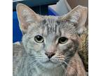 Adopt KIT a Domestic Short Hair