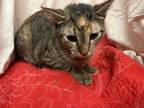 Adopt VAL a Domestic Short Hair