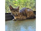 Adopt Harley a Domestic Short Hair