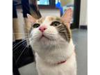 Adopt Matilda a Domestic Short Hair