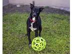Adopt LUCY LU a Mixed Breed