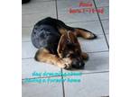 Adopt Jennifer litter Rosie a German Shepherd Dog