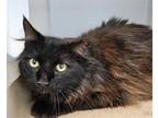 Adopt EMERALD a Domestic Long Hair