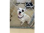 Adopt June Bug a Mixed Breed