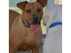 Adopt Belle a Pit Bull Terrier