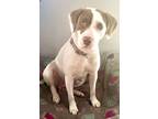 Adopt Peaches a Pointer