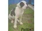 Adopt Pattie a Labrador Retriever, Hound