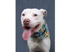 Adopt Ox - AVAILABLE BY APPOINTMENT a Pit Bull Terrier, Mixed Breed