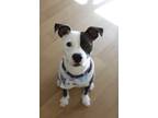 Adopt Paris a Pit Bull Terrier, Mixed Breed