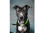 Adopt Ella a Pit Bull Terrier, Mixed Breed