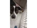 Adopt PRISSY a Pit Bull Terrier, Mixed Breed