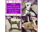 Adopt 2024-03-107 a Terrier