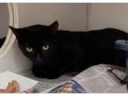 Adopt Pastry a Domestic Short Hair