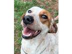 Adopt Dot a Coonhound