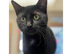 Adopt Fava a Domestic Short Hair