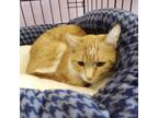 Adopt Peachy a Domestic Short Hair