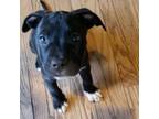 Adopt Chevron a Pit Bull Terrier, Mixed Breed