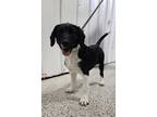 Adopt Olivia a Border Collie, Mixed Breed