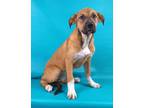 Adopt Sandy a Bullmastiff, Mixed Breed